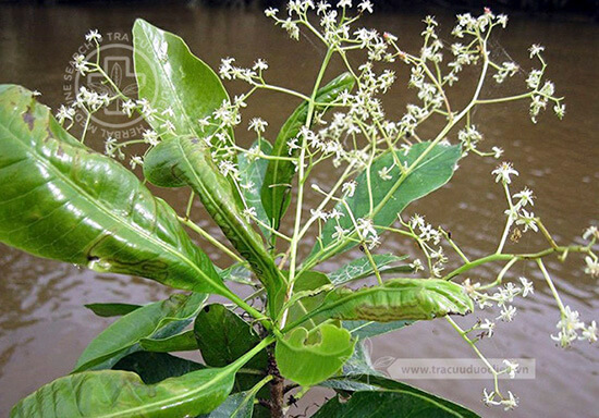 Buchanania lucida Blume 1 Buchanania lucida Blume 1