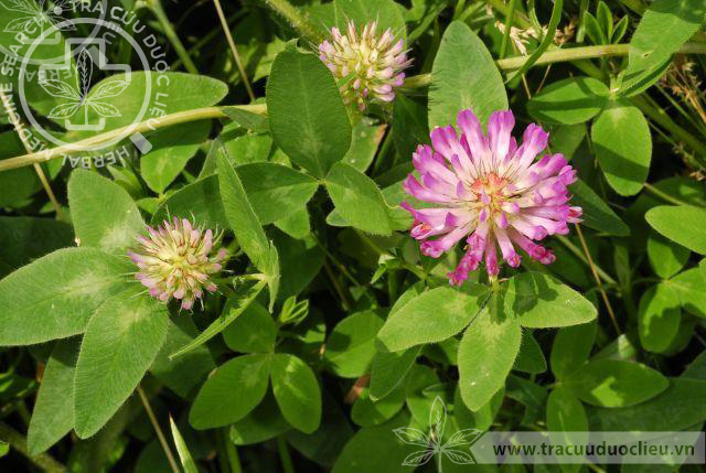 Trifolium pratense L. 1
