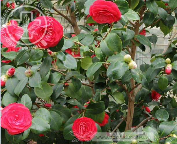 Công dụng, cách dùng Camellia japonica L