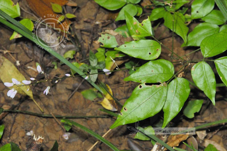 Desmodium laxum DC. 1