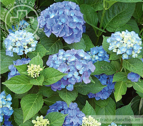 Hydrangea macrophylla (Thunb.) Ser. in DC. var. thunbergii Mak. 1
