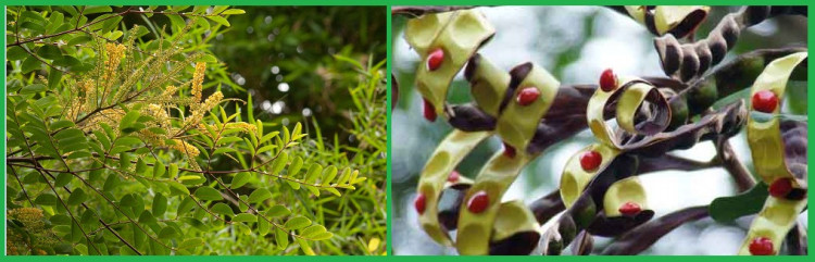 Adenanthera microsperma Teysm. et Binn. 1