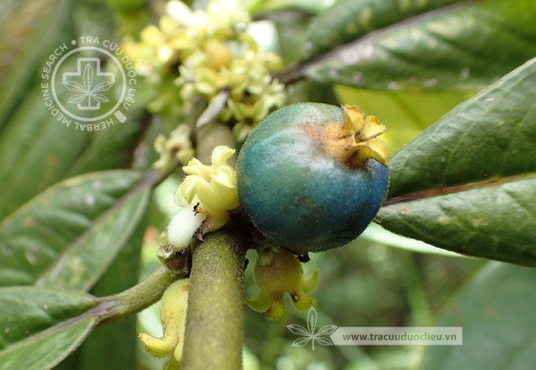 Lasianthus chinensis (Champ. ex Benth.) Benth. 1 Lasianthus chinensis (Champ. ex Benth.) Benth. 1