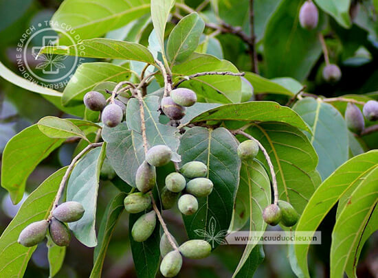 Terminalia chebula Retz. 1
