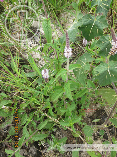 Pogostemon auricularis (L.) Hassk. var. giganteus (Doan) Phamh. 1 Pogostemon auricularis (L.) Hassk. var. giganteus (Doan) Phamh. 1