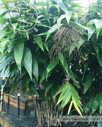 Thysanolaena maxima (Roxb.) Kuntze 1