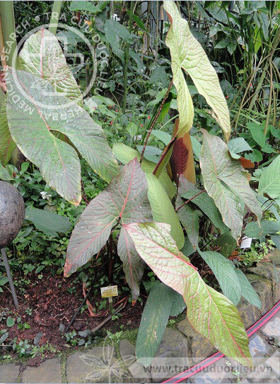 Cyrtosperma merkusii (Hassk.) Schott. 1 Cyrtosperma merkusii (Hassk.) Schott. 1