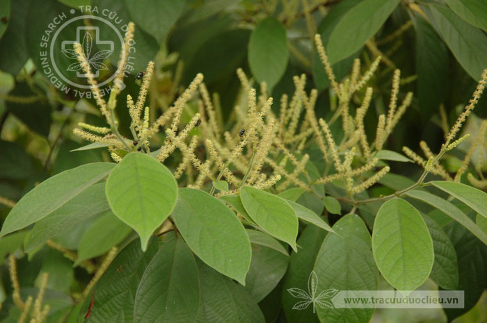 Antidesma fordii Hemsl. 1 Antidesma fordii Hemsl. 1