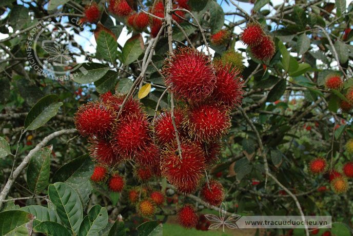 Nephenium lappaceum L. 1 Nephenium lappaceum L. 1