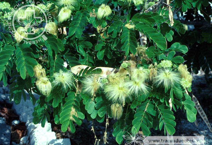 Albizia crassiramea Lace 1
