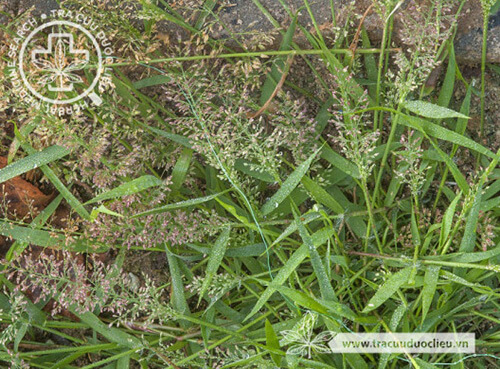 Eragrostis pilosa (L.) Beauv. 1