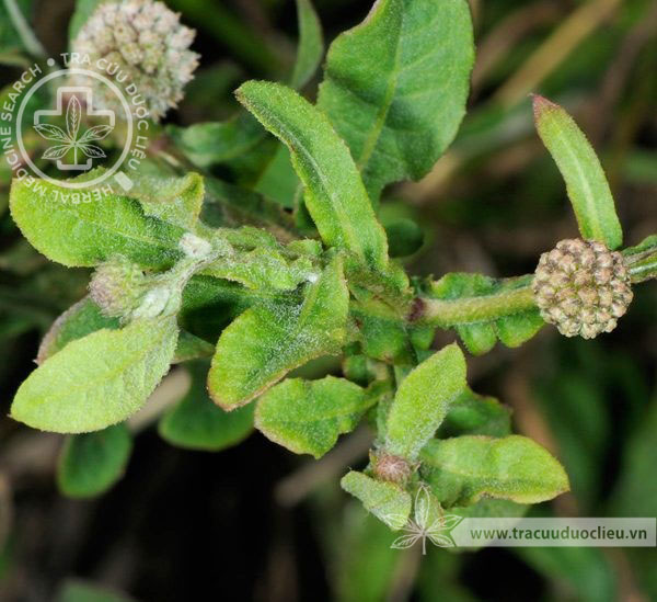 Sphaeranthus africanus L. 1 Sphaeranthus africanus L. 1