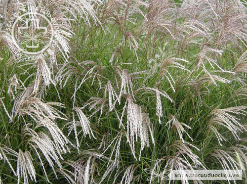 Miscanthus sinensis Anders. 1