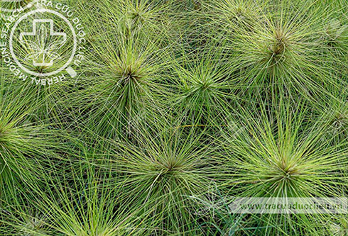 Spinifex littoreus (Burm. f.) Merr. 1 Spinifex littoreus (Burm. f.) Merr. 1