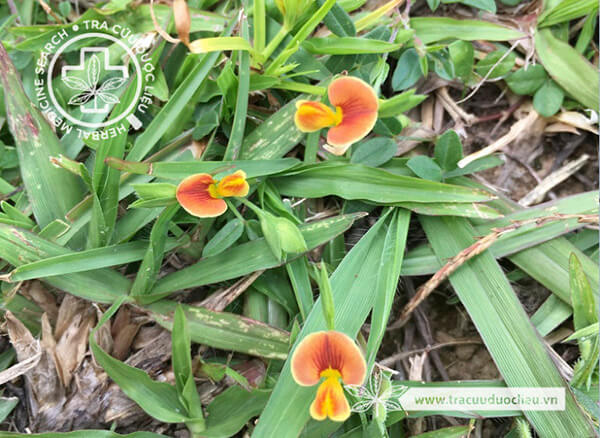 Zornia cantoniensis Mohl. 1