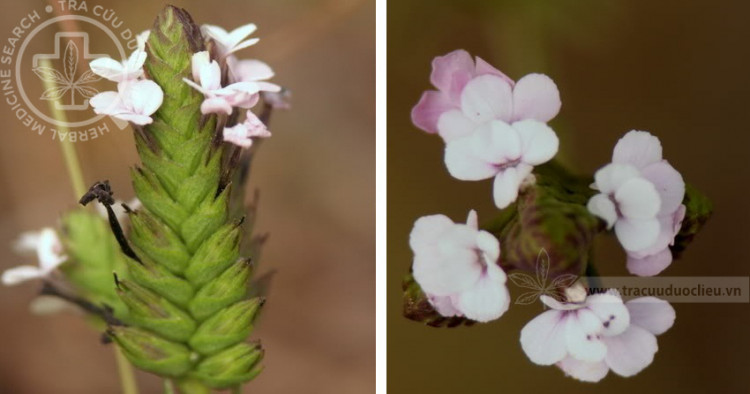 Buchnea cruciata Buch.-Ham. ex D. Don 1