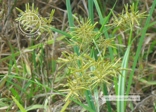 Cyperus esculentus L. 1