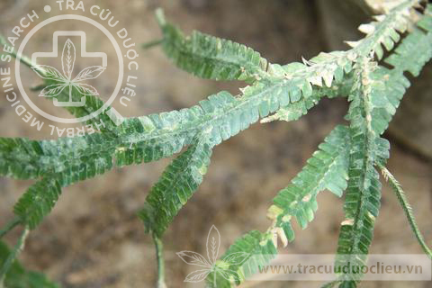 Selaginella rolandi-principis Alston 1