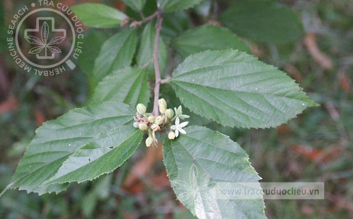 Grewia astropetala Pierre 1 Grewia astropetala Pierre 1