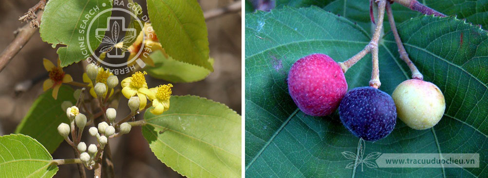 Grewia asiatica L. 1 Grewia asiatica L. 1