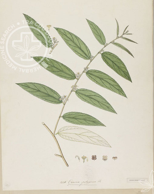 Grewia polygama Roxb. 1