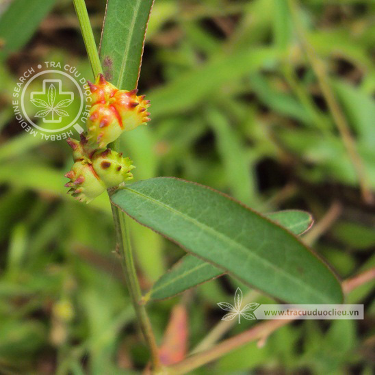 Sebastiania chamaelea (L.) Muell.-Arg 1