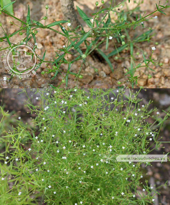 Hedyotis heynii R. Br. ex Wight et Arn. 1 Hedyotis heynii R. Br. ex Wight et Arn. 1