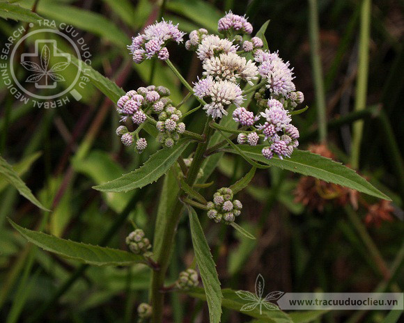 Ethulia conyzoides L. 1