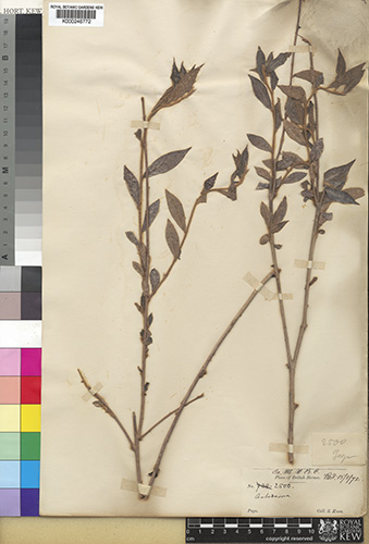 Antidesma fruticosum (Lour.) Muell.-Arg. 1