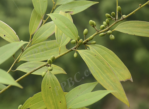 Cinnamomum subavenicum Miq. 1 Cinnamomum subavenicum Miq. 1