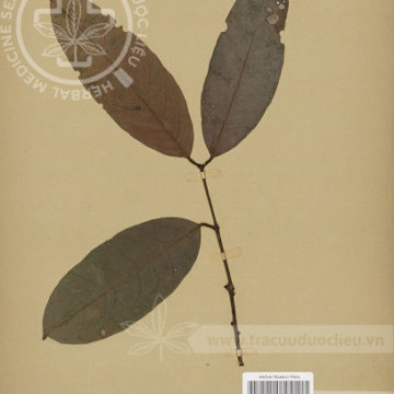 Salacia pallens Pierre 1