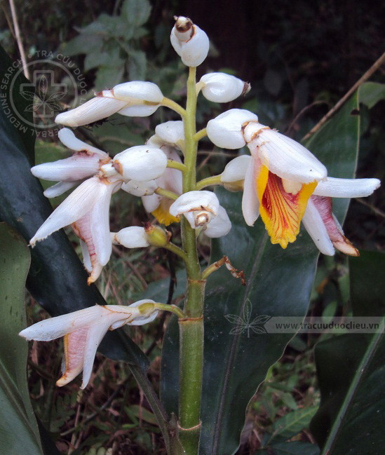 Alpinia malaccensis (Burm. f.) Rosc 1