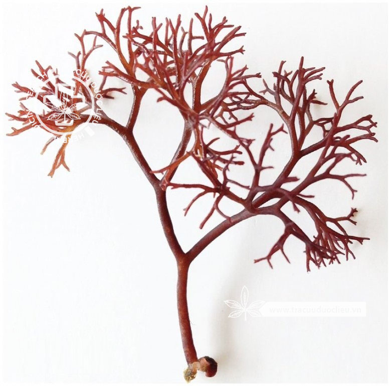 Dermonema pulvinata (Grun) Fan 1 Dermonema pulvinata (Grun) Fan 1