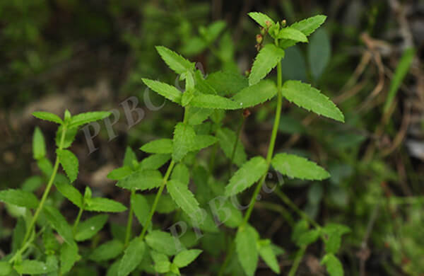 Haloragis chinensis (Lour.) Merr. 1