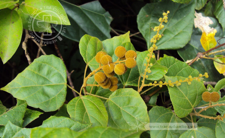Mallotus repandus (Willd.) Muell.-Arg. 1