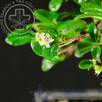 Carmona microphylla (Lam.) G. Don 1