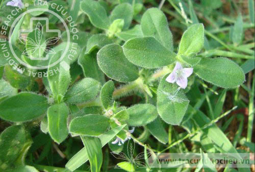 Borreria hispida (L.) K. Schum. 1