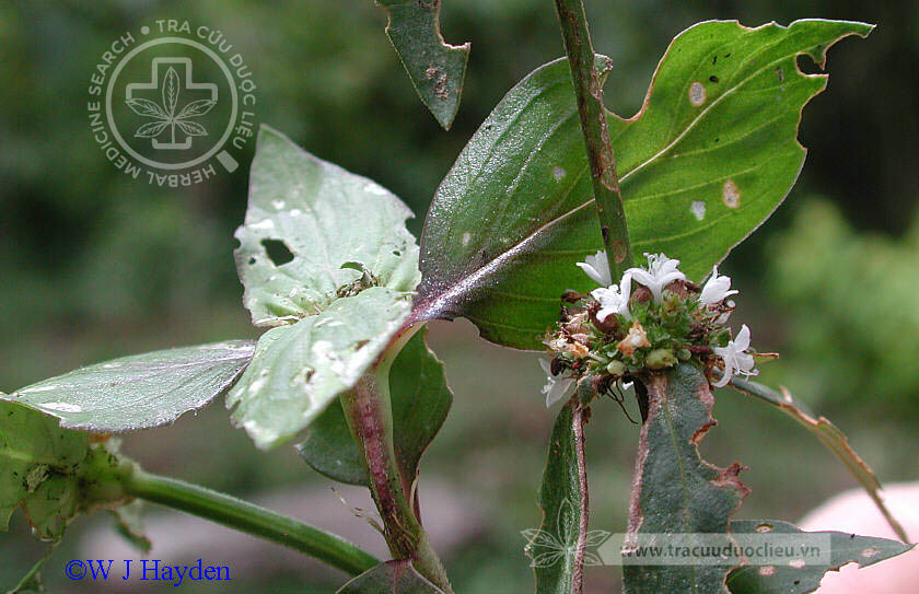 Borreria laevis (Lam.) Griseb. 1