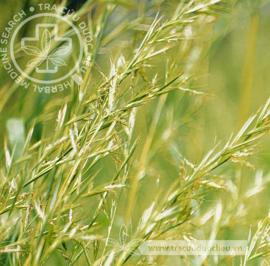 Cymbopogon martinii (Roxb.) Wats. 1 Cymbopogon martinii (Roxb.) Wats. 1