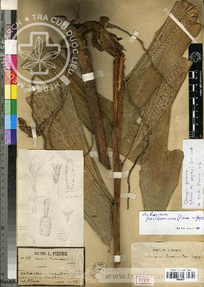 Amomum pavieanum Pierre ex Gagnep. 1