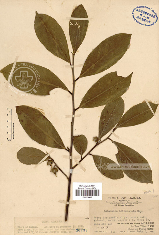 Adinandra hainanensis Hayata 1