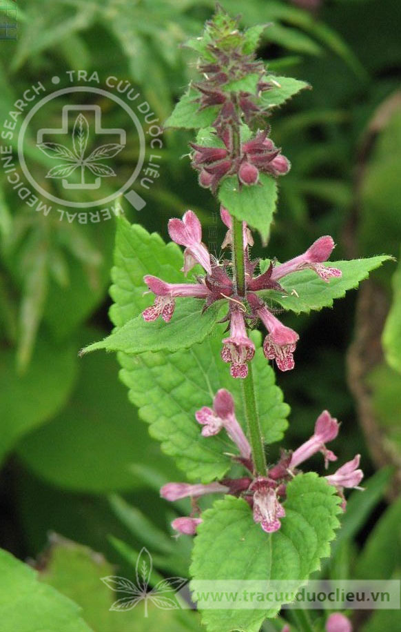 Stachys kouyangensis (Vaniot) Dunn 1