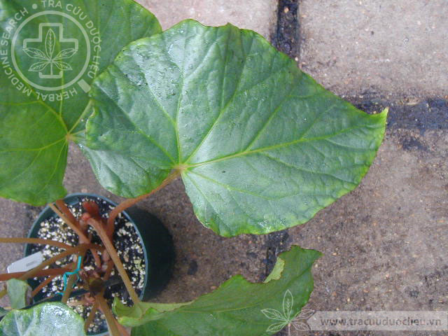 Begonia balansaeana Gagnep. 1