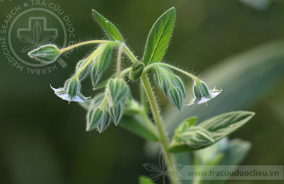 Trichodesma zeylanicum (Burm.f.) R. Br. 1 Trichodesma zeylanicum (Burm.f.) R. Br. 1