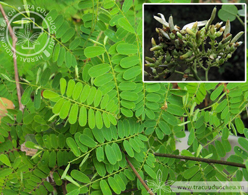 Dalbergia horrida var. glabrescens (Prain) Thoth. & Nair 1 Dalbergia horrida var. glabrescens (Prain) Thoth. & Nair 1