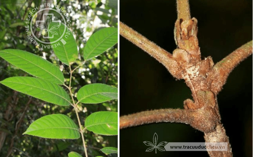 Canarium littorale Blume var. rufum (A.W. Benn.) Leenh. 1