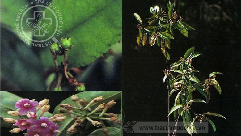 Ardisia corymbifera Mez 1