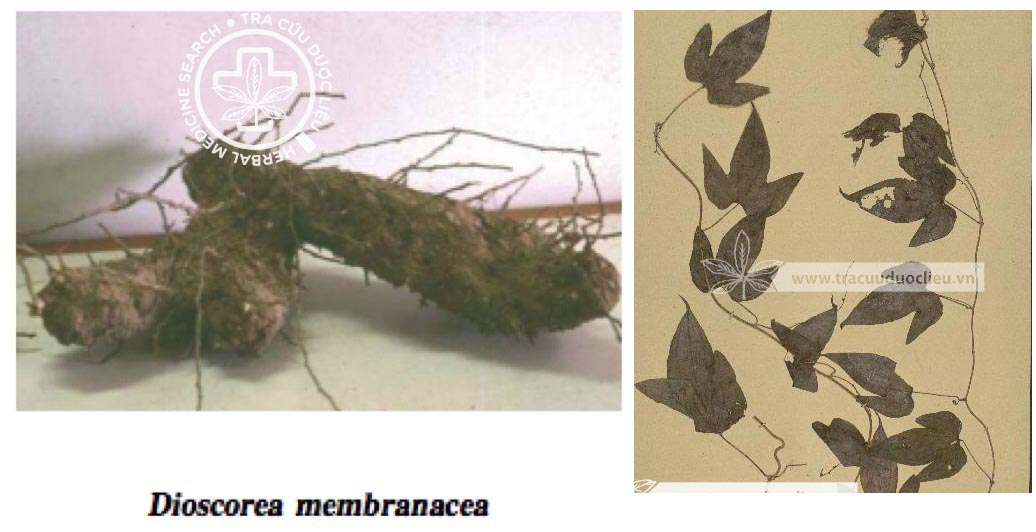 Dioscorea membranacea Pierre ex Prain & Burk. 1 Dioscorea membranacea Pierre ex Prain & Burk. 1