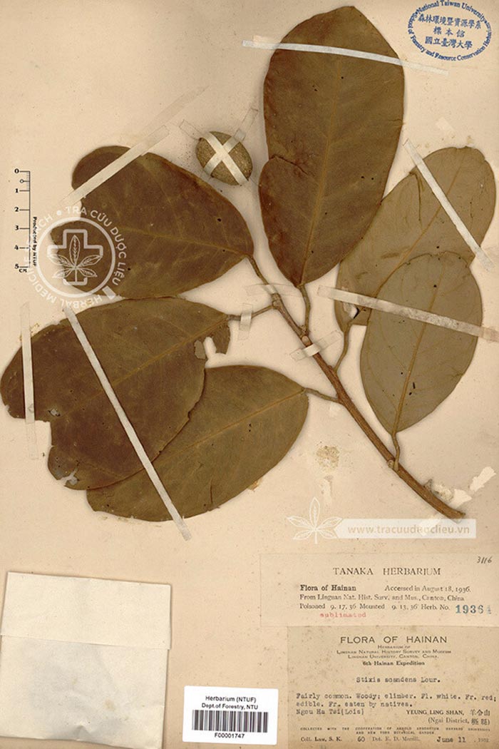 Stixis scandens Lour 1 Stixis scandens Lour 1