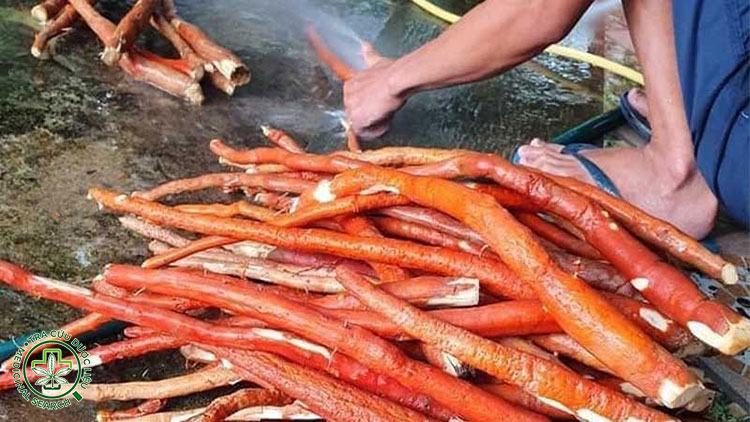 Cách ngâm rượu sâm cau tươi 1